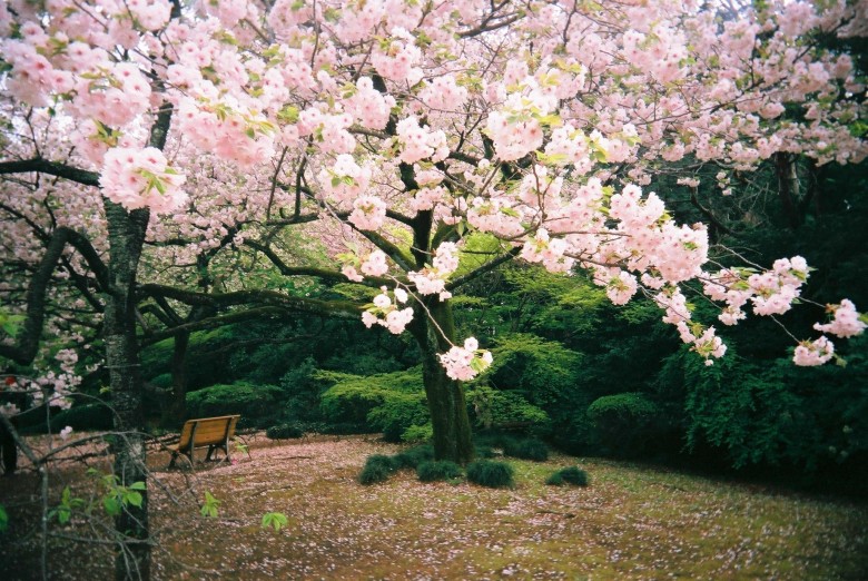 Sakura di Shinjuku Gyoen Picture Google
